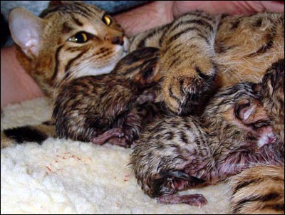 New Mother Foothill Felines Madolyn of Baju Bengals wants to share her newborn babies with Judy and Bart Brodland, the human family she loves at Baju Bengals.