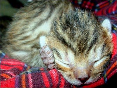 Madolyn's Bengal Kittens at One Week Old Taking a Kitty Nap - In The First Week of Life, Bengal Kittens Double Their Birth Weight.