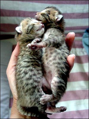2 Bengal Kittens at 4 Days Old Are Still Small Enough To Sleep In The Palm of a Hand.