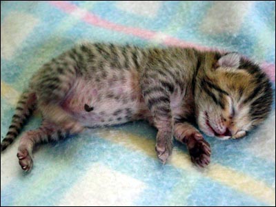 The Umbilical Cords of New Kittens Usually Dry Up and Drop Off On Their Own at About 4-7 Days Old.