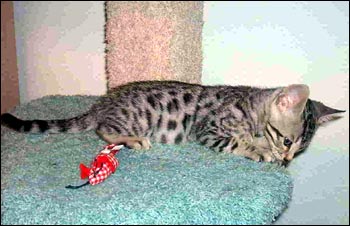 Foothill Felines Kimbaku, a gorgeous, show quality silver leopard spotted Bengal male, at his new home just outside of Sacramento!