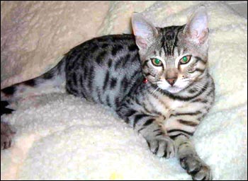 Foothill Felines Kimbaku, a gorgeous, show quality silver leopard spotted Bengal male, at his new home just outside of Sacramento!