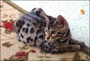 Foothill Felines Kimbaku, a gorgeous, show quality silver leopard spotted Bengal male, at his new home just outside of Sacramento!