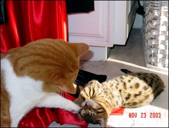 Foothill Felines Kishou shows how quickly a home raised and well socialized Bengal kitten will adjust to other animals in the home!