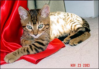Foothill Felines Kishou shows how quickly a home raised and well socialized Bengal kitten will adjust to other animals in the home!