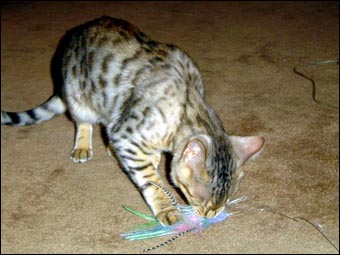 Klara, a gorgeous, rosetted Bengal female from Foothill Felines, at home in Virginia!