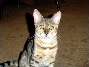 Klara, a gorgeous, rosetted Bengal female from Foothill Felines, at home in Virginia!