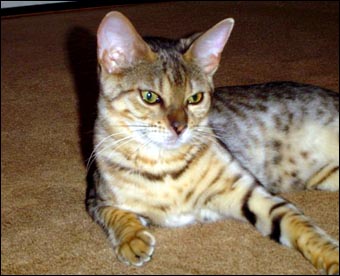 Klara, a gorgeous, rosetted Bengal female from Foothill Felines, at home in Virginia!