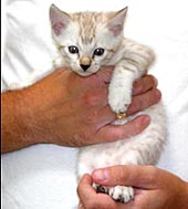 Lacie, one of 3 gorgeous female spotted snow Bengals in Marshamelo's last litter at Foothill Felines, at 6 weeks old!  She is now part of the breeding program at FireNIce Bengals in Minnesota!!