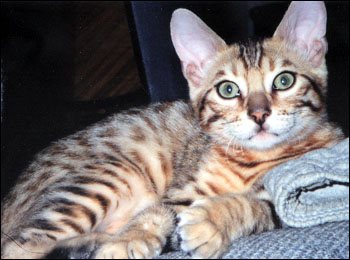 Foothill Felines Leo, an adorable leopard spotted SBT Bengal male who is a delightful pet!