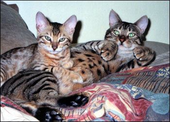 Foothill Felines Leo and Bentley Jaguar, both adorable leopard spotted SBT Bengal males who are  delightful pets!