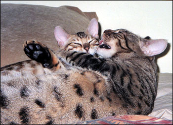 Foothill Felines Leo and Bentley Jaguar, at home in northern California!