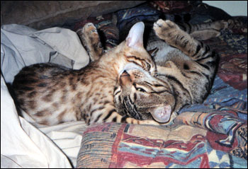 Foothill Felines Leo and Bentley Jaguar, at home in northern California!