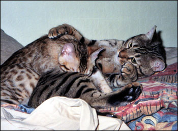 Foothill Felines Leo and Bentley Jaguar, at home in northern California!