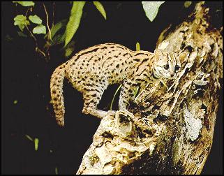 http://www.hdw-inc.com/leopard-cat.jpg