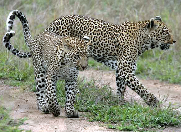 African Leopards are the most common of the leopard family, and an important member of the big cats.