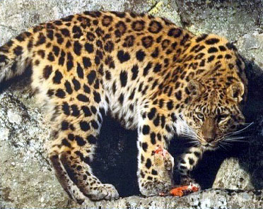 Amur Leopards are beautiful and need to be protected; they're an important member of the big cats.