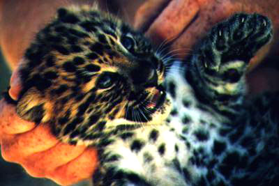 Amur Leopard cubs are beautiful and wild, and an important member of the big cats.