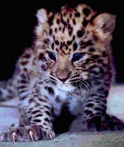 Amur Leopard cubs are beautiful, so close to extinction, and an important member of the big cats.