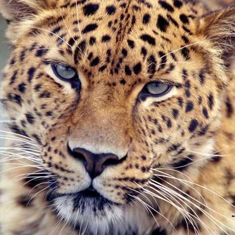 Amur Leopards are the most highly endangered leopard species and an important member of the big cats.