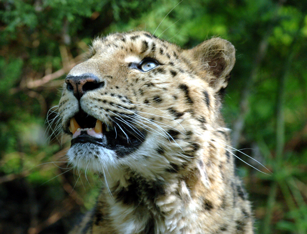Amur Leopards are beautiful and wild, and an important member of the big cats.