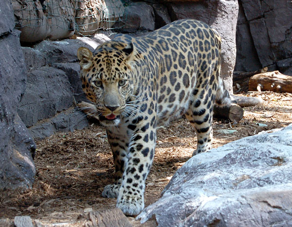 Amur Leopards are beautiful and wild, and an important member of the big cats.