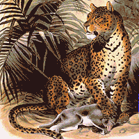 Leopard Animation