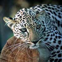 Arabian Leopards are critically endangered, so close to extinction, and an important member of the big cats.