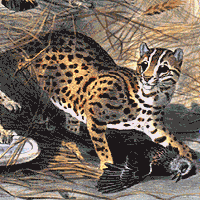 Leopard Cat Animation