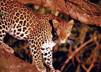 Indian leopards are an extremely endangered species of leopard in Malaysia, and an important member of the big cats.