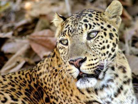 Indian leopards are an extremely endangered species of leopard in Malaysia, and an important member of the big cats.