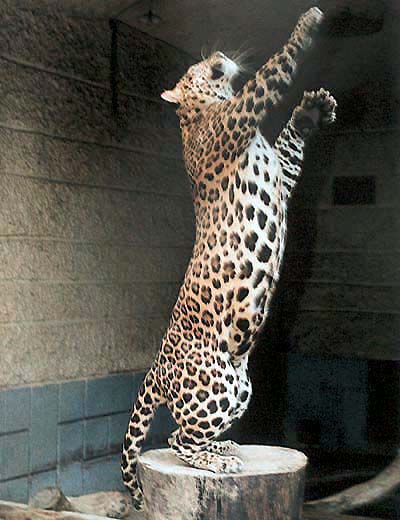 Indo-chinese leopards are an extremely endangered species of leopard in Malaysia, and an important member of the big cats.