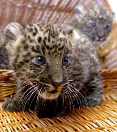 Javan leopards are an extremely endangered species of leopard in Asia, and an important member of the big cats.
