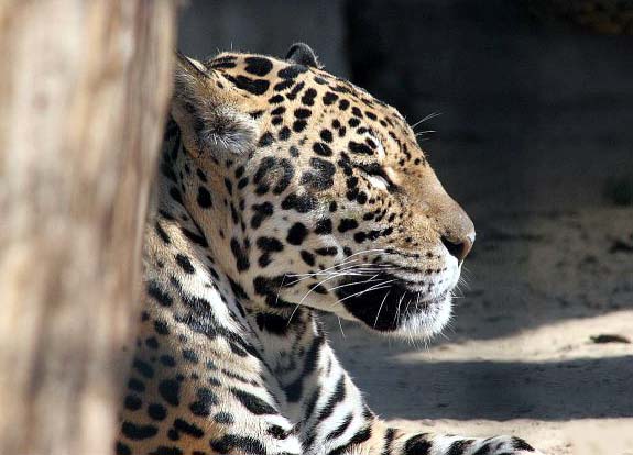 Java leopards are an extremely endangered species of leopard in Asia, and an important member of the big cats.