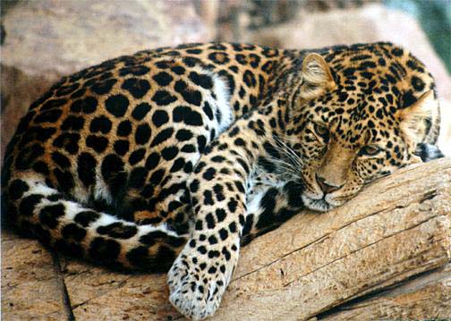North China leopards, or Chinese leopards, are an extremely endangered species of leopard in Malaysia, and an important member of the big cats.
