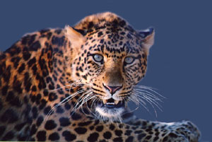 North China leopards, or Chinese leopards, are an extremely endangered species of leopard in Malaysia, and an important member of the big cats.