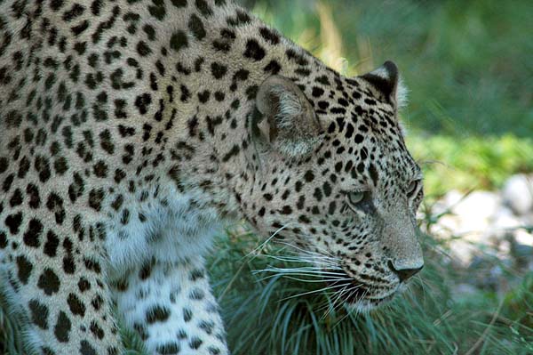 Persian Leopards are an extremely endangered species of leopard in Asia, and an important member of the big cats.