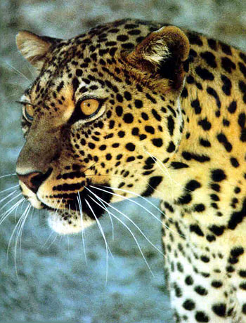 Gorgeous leopard