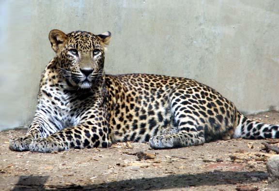 Sri Lanka leopards, are an extremely endangered species of leopard in Sri Lanka, and an important member of the big cats.