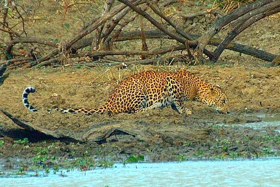 http://www.hdw-inc.com/leopardsrilankasm.jpg