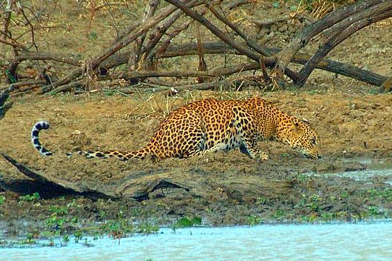 Sri Lanka leopards, are an extremely endangered species of leopard in Sri Lanka, and an important member of the big cats.