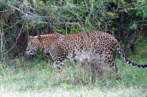 Sri Lanka leopards are an extremely endangered species of leopard in Sri Lanka, and an important member of the big cats.