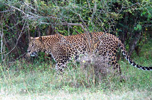http://www.hdw-inc.com/leopardsrilankawildsm.jpg