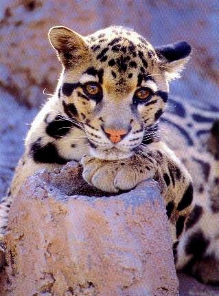 Gorgeous Clouded Leopard