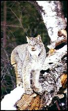 The Wild Cats - The Lynx or Bobcat