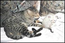 Sheera Khan with first kitten, spotted snow Bengal Cenedra!