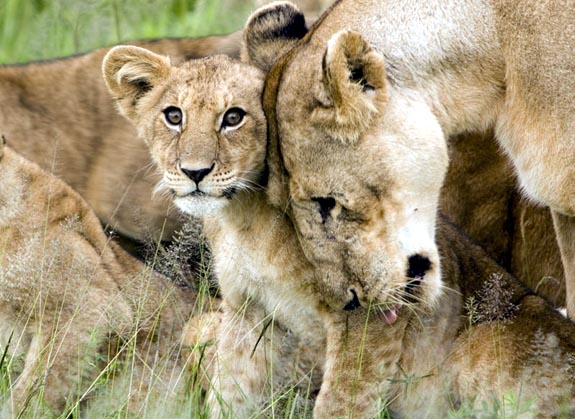 African lions are beautiful but extremely rare in the wild.