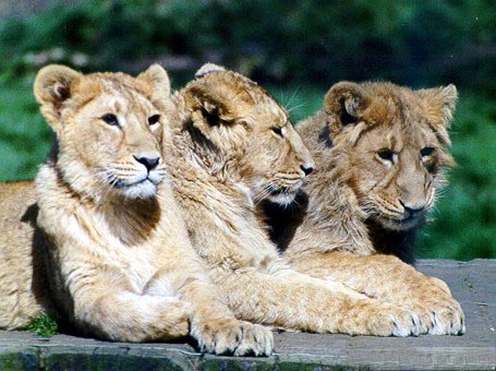 Asiatic lions are beautiful but extremely rare in the wild.