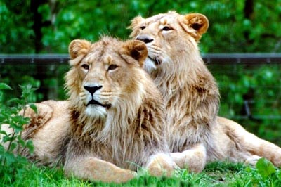 Asian lions are beautiful but extremely rare in the wild.