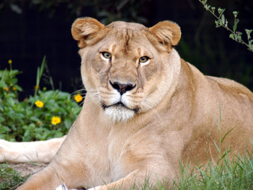 Barbary lions were believed to be extinct; however, new evidence suggest there may be a handful of lions alive with Barbary genes.